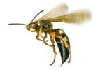 Chorlton-cum-Hardy wasp nest removal