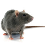 Hough Green Professional Pest Control Rats 