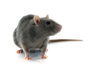 Rat Control Treatment