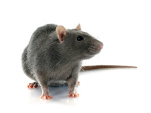 Orrell Rat Control Treatment 