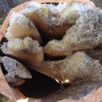 Honey Bee Removal in chimney pots