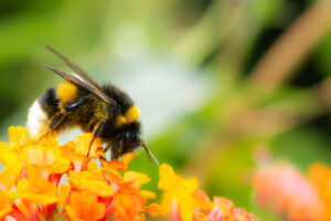 Bumble Bee on flower