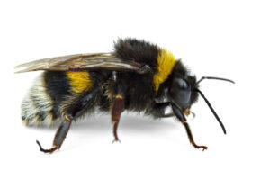 Uppermill Bumblebee Nest Removal