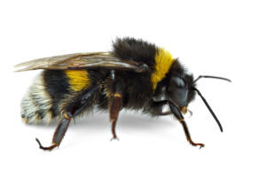 Wavertree Bumblebee Nest Removal