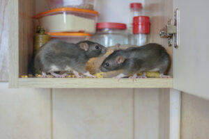 Lower Withington Mice Control Treatment