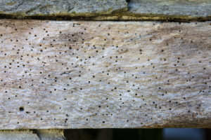 Woodworm Damage