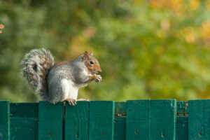 Barlow Moor grey squirrel