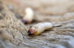 Woodworm larvae