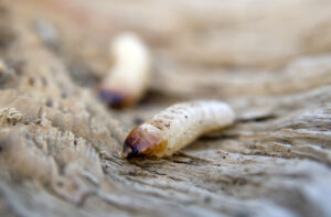 woodworm-treatment