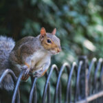 Squirrel on fence