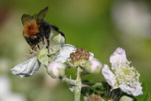 Stretton Bumblebee Nest Removal