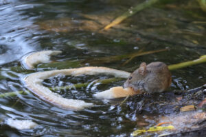 Mouse eating bread