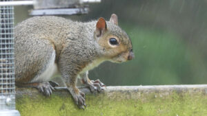 Grey squirrel close up