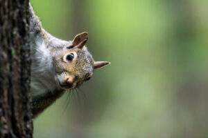 Grey squirrel on bench