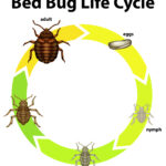 Bed bug life cycle