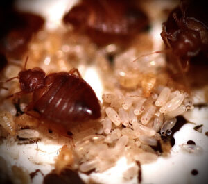 Little Bollington Bed Bug treatment