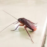Cockroach closeup