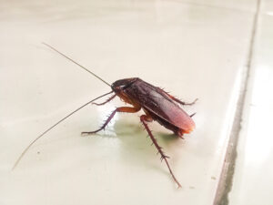 Cockroach closeup