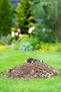 Mole in a molehill