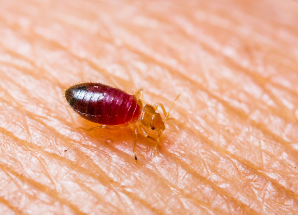 Bed bug image