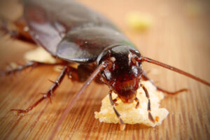 disgusting cockroach isolated on white