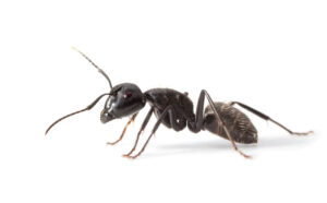 Two black ants