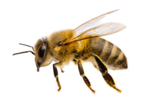 Honey bee on pink flower