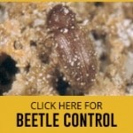 beetle control