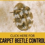 carpet beetle control