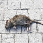 Stoneycroft Mice Control Treatment