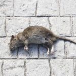 Appleton Thorn Professional Pest Control Rats