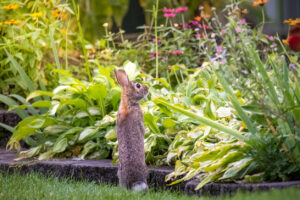 young wild rabbit