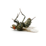 dead fly isolated