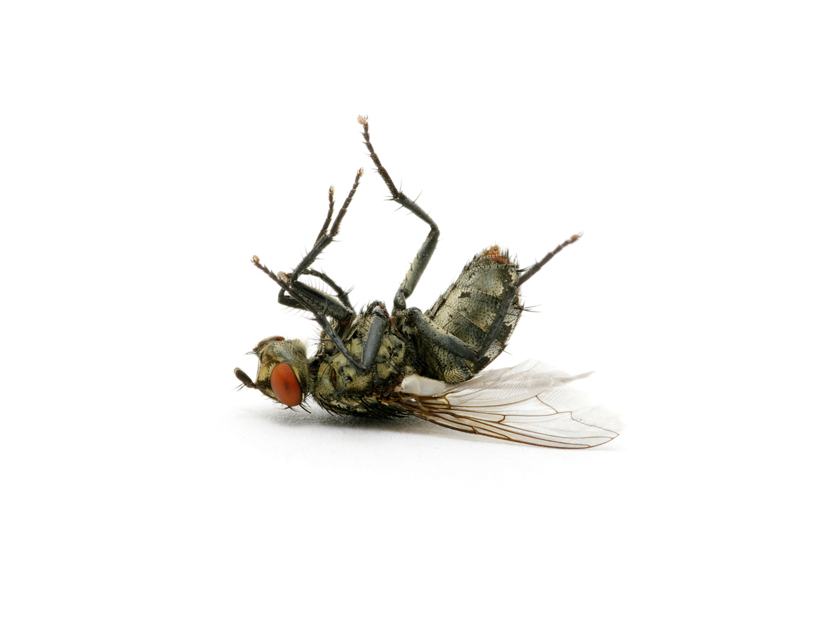 dead fly isolated