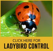 ladybird control