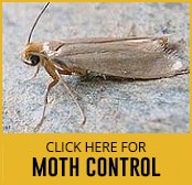 moth control