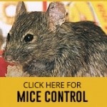 mouse control