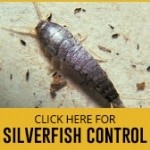 silverfish control