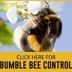 bumble bee control