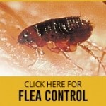 flea-thumbnail