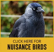 nuisance birds