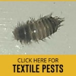 textile pests
