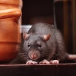 Low Hill mice & rat control