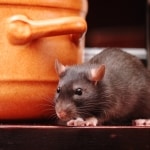 Heaviley Rat Control Treatment