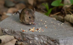 Moss Side Rat Control Treatment