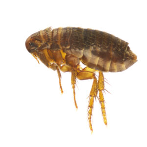 Higher Whitley fleas Control