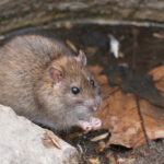 Professional Pest Control Rats
