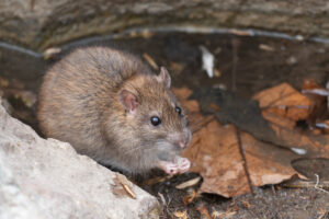 Moss Side Rat Control Treatment