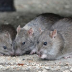 Professional Pest Control Rats