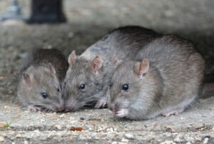 Bucklow Hill mice & control